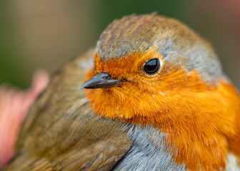 European Robin Red Breast (Erithacus rubecula) in National Botanic Gardens, Dublin, Ireland