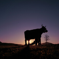 cow silhouette in the meadow in summertime and sunset background
