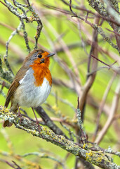 European Robin Red Breast (Erithacus rubecula) in National Botanic Gardens, Dublin, Ireland