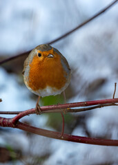 European Robin Red Breast (Erithacus rubecula) in National Botanic Gardens, Dublin, Ireland