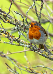 European Robin Red Breast (Erithacus rubecula) in National Botanic Gardens, Dublin, Ireland