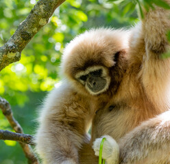 Gibbon in einer Buschlandschaft in Südafrika