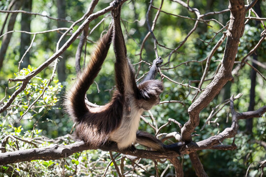 Geoffroy-Klammeraffe im Monkeyland in Plettenberg Bay S&uuml;dafrika