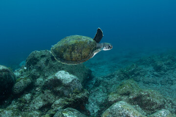 Obraz premium Green turtle (Chelonia mydas), Montana Amarilla in Tenerife, Canary Islands.
