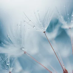 Rolgordijnen drops on the dandelion flower seed in springtime, blue background © Ismael