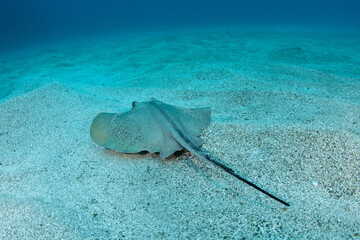 Common stingray (Dasyatis pastinaca) Tenerife, Canary Islands. © Krzysztof Bargiel