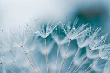 drops on the dandelion flower seed in springtime, blue background - obrazy, fototapety, plakaty