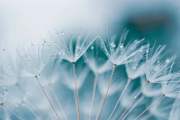 Kussenhoes drops on the dandelion flower seed in springtime, blue background © Ismael