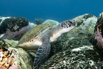 Obraz premium Green turtle (Chelonia mydas), Montana Amarilla in Tenerife, Canary Islands.