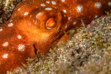 Fabiana / White-spotted octopus (Callistoctopus macropus) in Tenerife, Canary Islands, Spain.  © Krzysztof Bargiel