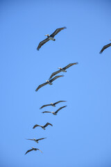 group of pelicans flying with sky background