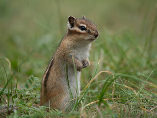 Chipmunk standing on its hind legs and looking around in dense grass.