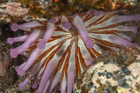 Close-up of Club-Tipped Anemone underwater, Tenerife