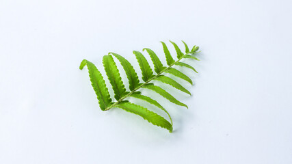 Daun Pakis. Green leaves fern tropical rainforest foliage plant isolated on white background