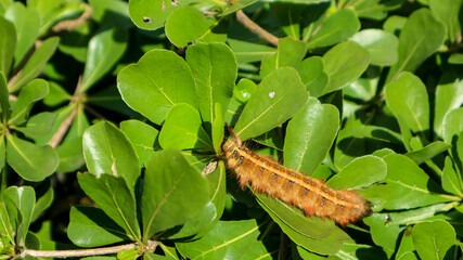 A brown caterpillar looking for food on ketapang leaves