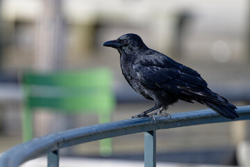 Corneille noire - Corvus corone
