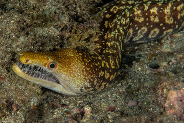 Enchelycore anatina, Fangtooth moray in Tenerife, Canary Islands, Spain.