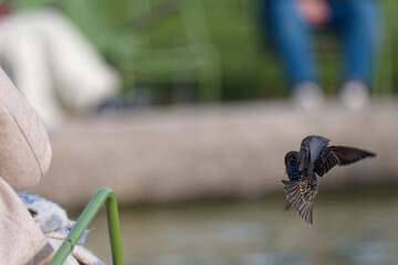étourneau sansonnet - sturnus vulgaris linnaeus - Tuilerie - Louvre
