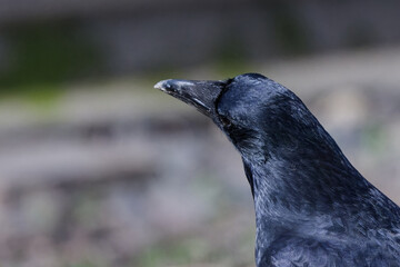 Corneille noire - Corvus corone