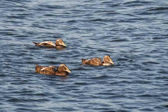Eiders, Somateria mollissima, adults in eclipse plumage swimming in Limfjord, Nordjylland, Denmark