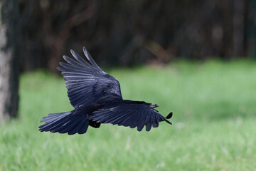 Corneille noire - Corvus corone