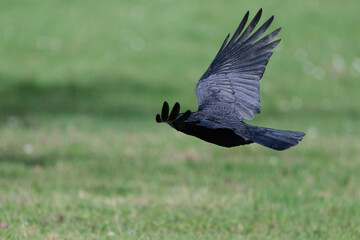 Corneille noire - Corvus corone