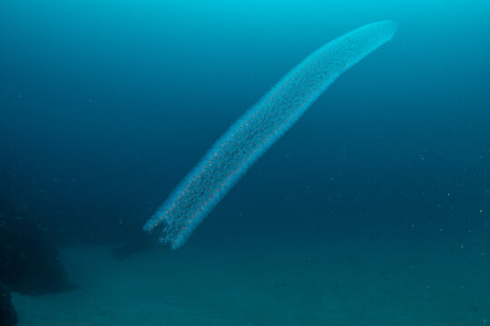 Pelagic colonial tunicate (Pyrosoma) underwater, Tenerife