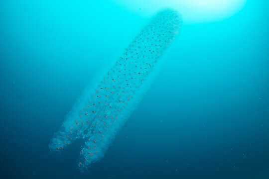 Pelagic colonial tunicate (Pyrosoma) underwater, Tenerife