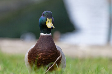  Canard colver - tAnas platyrhynchos,