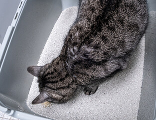 A cat in a litter tray, voiding its urine. cat habits.