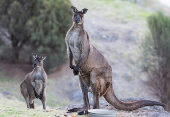 Group of western grey kangaroos (Macropus Fuliginosus), a subspecies of kangaroos on Kangaroo Island - obrazy, fototapety, plakaty