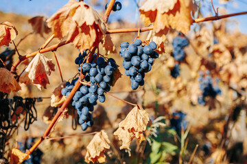 beautiful black vine grape, autumn