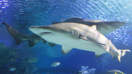 Shark in the deep blue water