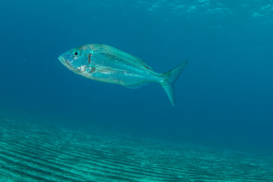 Close-up of Red porgy (Pagrus pagrus) underwater, Tenerife