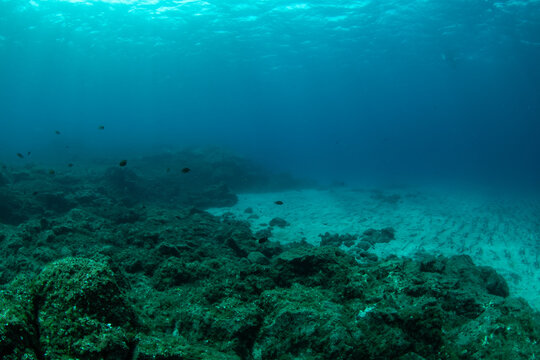 Underwater volcanic reef at Abades, Tenerife, Canary Islands