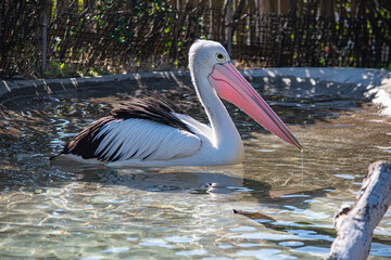 ペリカンの嘴は大きくてとても印象的な形です