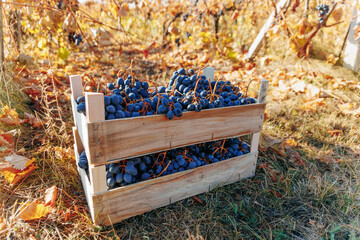Abundant Harvest Crate with Black Grapes