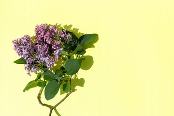 A branches of lilacs on yellow background with a shadows. Natural background with empty space. Flay lay