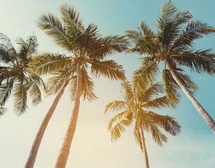 Fototapeta premium Palm trees against blue sky, palm trees on tropical coast,