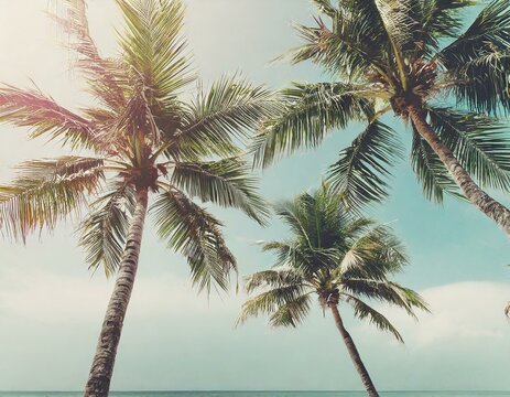 Summer palm tree and Tropical beach with blue sky background