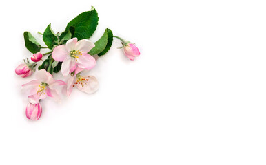 Naklejka na ściany i meble Flowers apple tree, pink white blossom on a white background with space for text. Top view, flat lay