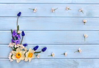 Narcissus, hyacinths,  blossom and flowers muscari on background of blue painted wooden planks with...
