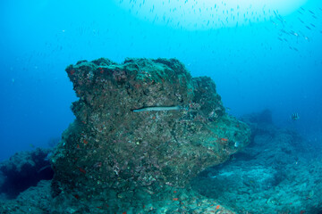 Trumpetfish (Aulostomus strigosus) in reef habitat, Tenerife, Spain