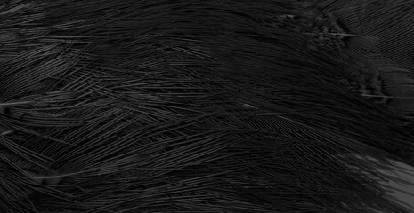 black feathers with an interesting pattern. background