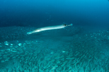 Fototapeta premium Trumpetfish (Aulostomus strigosus) in reef habitat, Tenerife, Spain