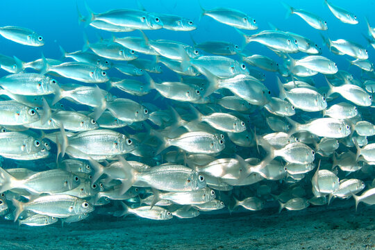 School of Axillary seabream (Pagellus acarne) underwater, Playa Flamingo, Lanzarote
