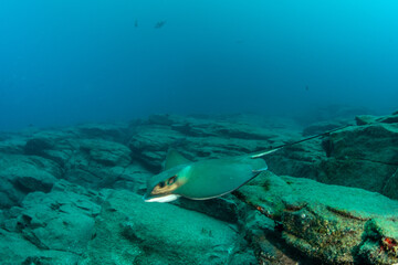 Common stingray (Dasyatis pastinaca) Tenerife, Canary Islands.