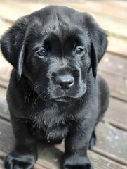 black labrador puppy