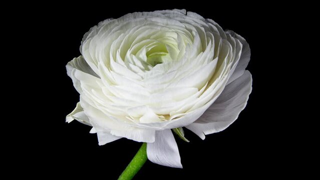 Timelapse of Spectacular Beautiful White Ranunculus Flower Blooming on Black Background. Mothers Day Concept. Holiday, Love, Birthday Design Backdrop