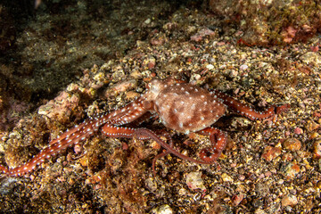 Fabiana / White-spotted octopus (Callistoctopus macropus) in Tenerife, Canary Islands, Spain. © Krzysztof Bargiel